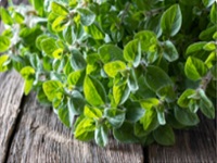 Oregano