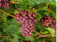 عنب كريمسون