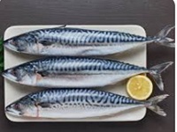 Mackerel