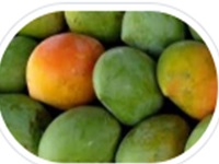 مانجو بيض العجل