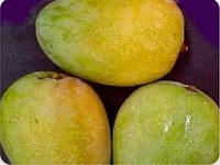 مانجو تيمور